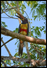 Chestnut eared Aracari