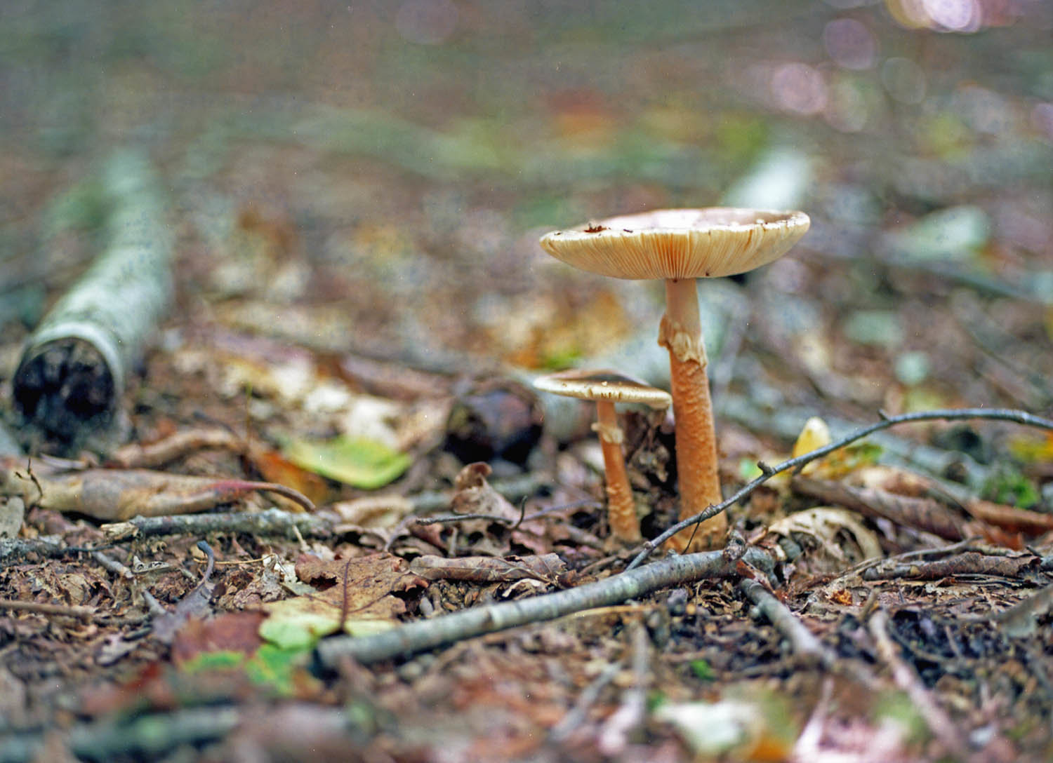 View from the Forest Floor