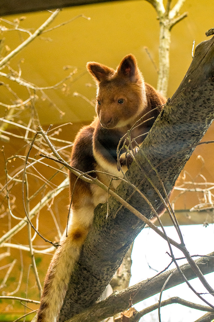 Tree kangaroo1