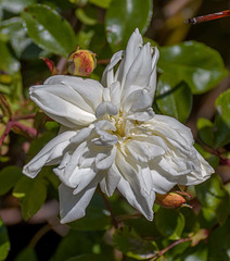 Rose, Royden Park