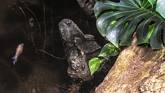 20200301 6514CPw [D~MS] Keilkopf-Glattstirnkaiman (Paleosuchus trigonatus), Zoo,  Münster