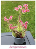 Sempervivum with pink flowers 6 2021