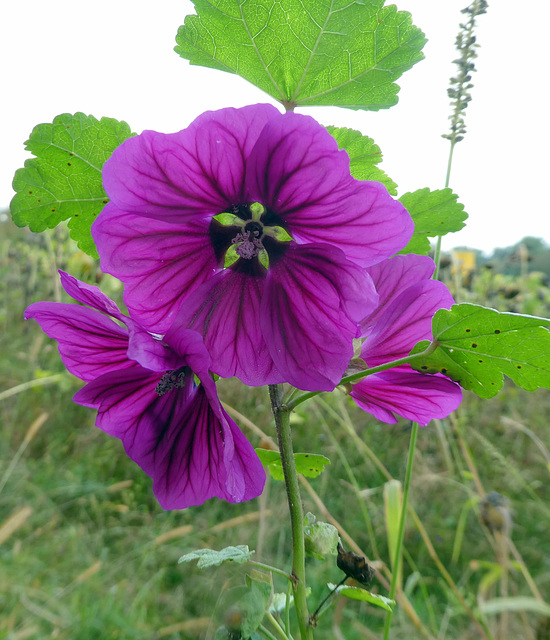 Malvenblüten im Oktober