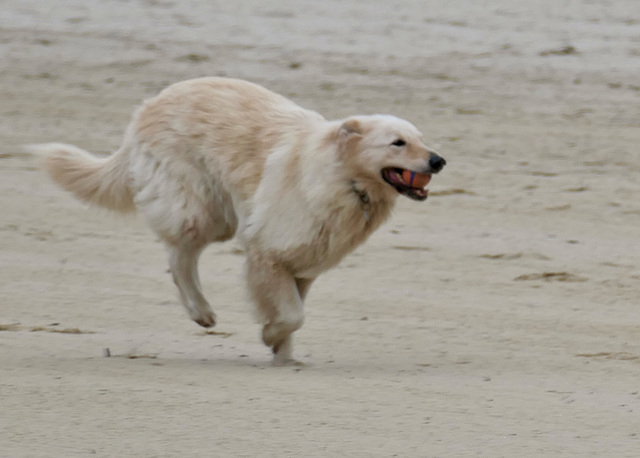 Spiel auf dem Sandstrand