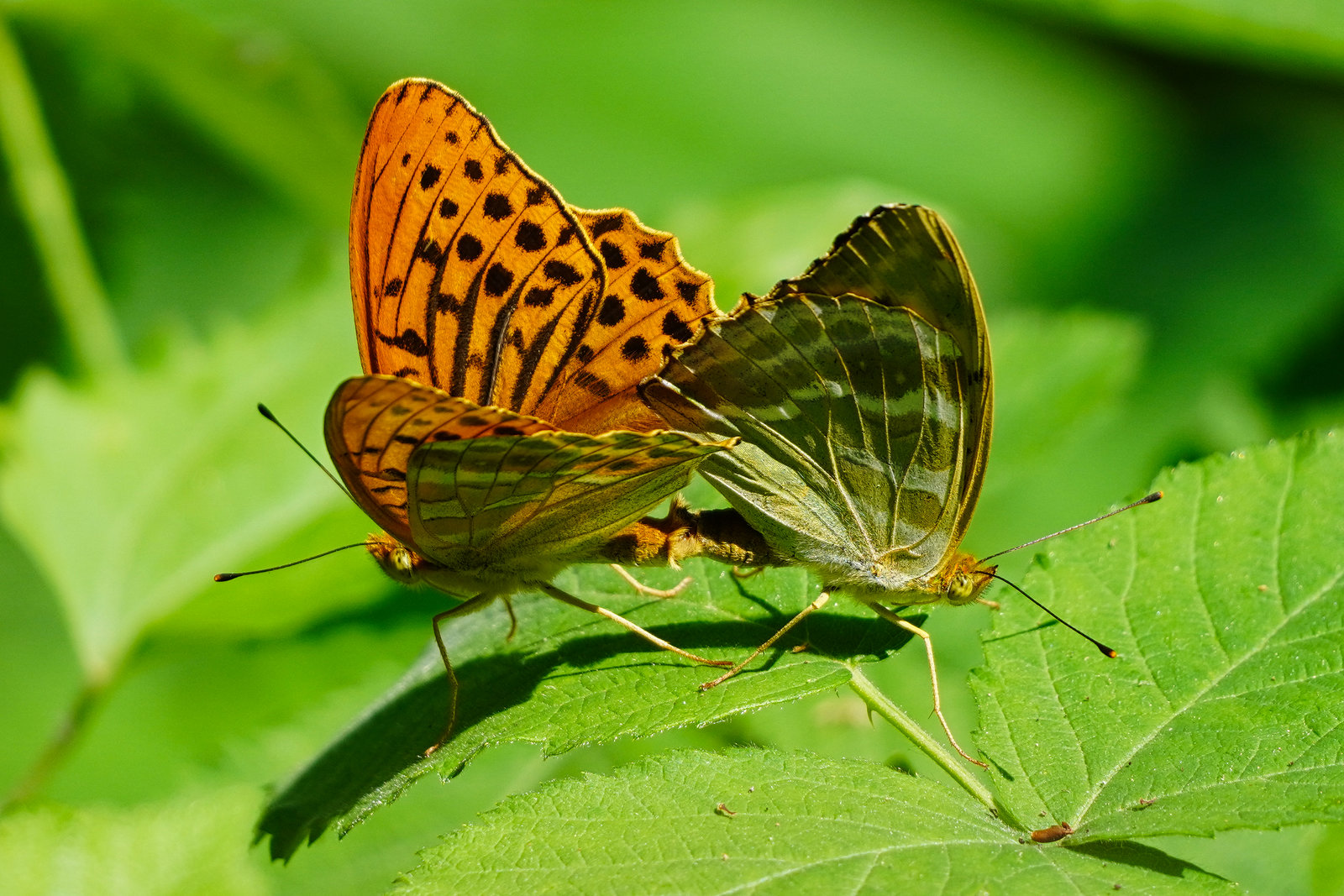 Happy wedding - Kaisermantel - Silver-washed fritillary