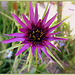 Porrifolius de Tragopogon,Bon vendredi à tous et toutes❤️ / & bon we Porrifolius de Tragopogon,Bon vendredi à tous et toutes❤️ / & bon we