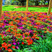 Flower Garden Festival 1 Topaz Filter Impressionistic
