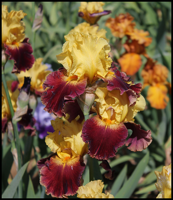 Navajo Code ? - Christopherson 2004