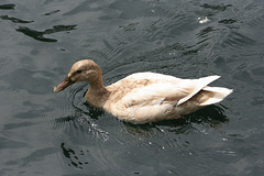 canard/duck