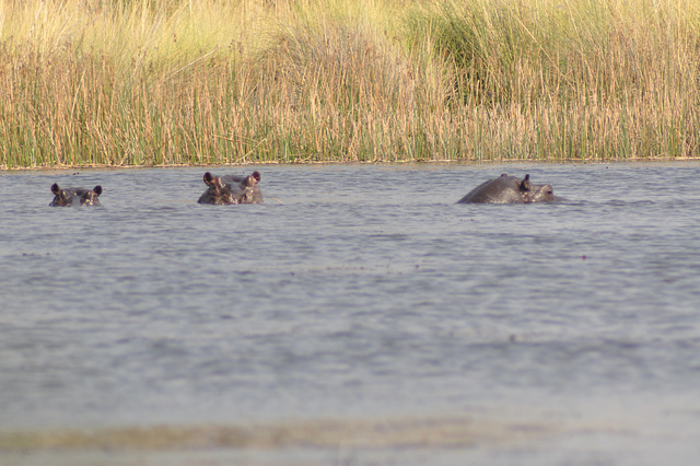 Hipopotamoj gapas el la akva surfaco. Okavango-Delto