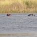Hipopotamoj gapas el la akva surfaco. Okavango-Delto