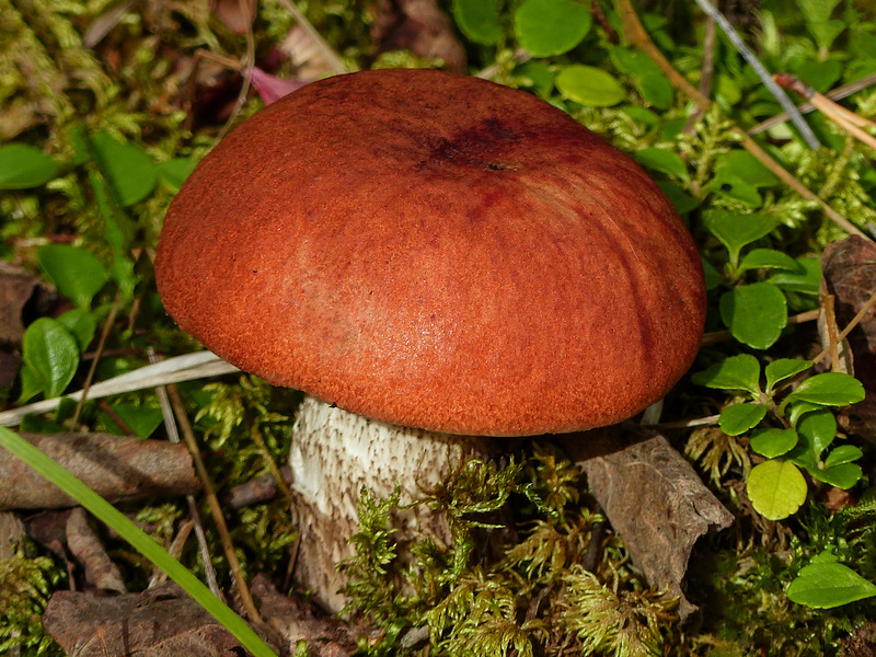 Aspen Roughstem Bolete / Leccinum insigne