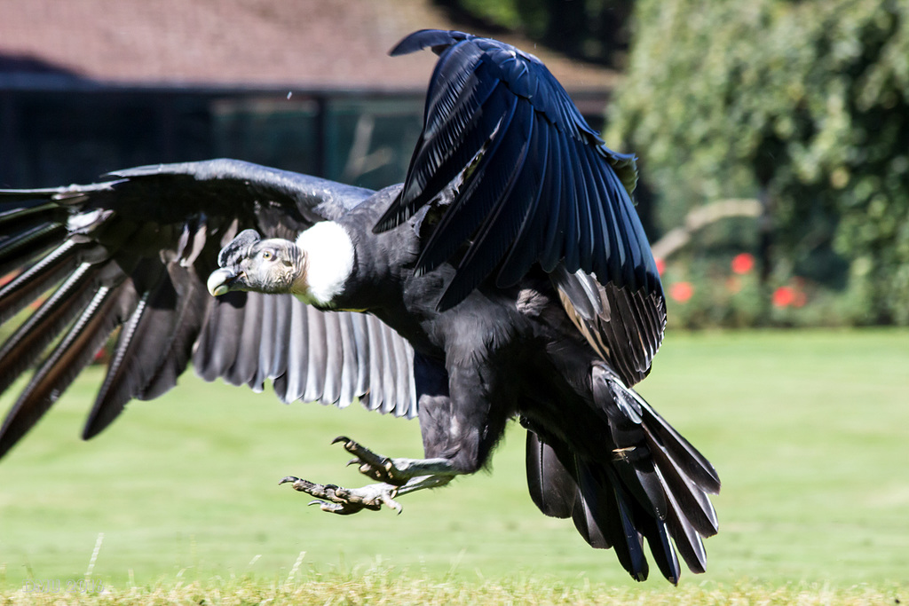 Geier im Landeanflug