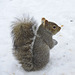 Gray Squirrel