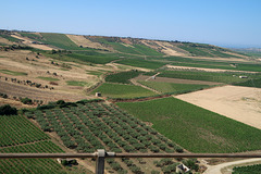 Vines and olive trees