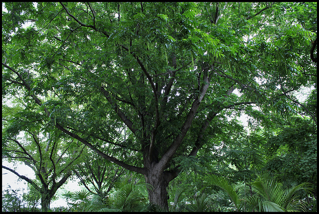 Pterocarya caucasica (1)