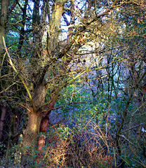 Trees