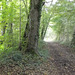 Dans la forêt Dans la forêt