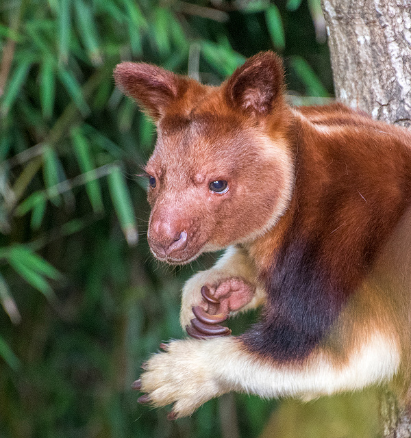 Tree kangaroo3