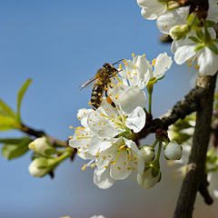 Biene auf Mirabelle