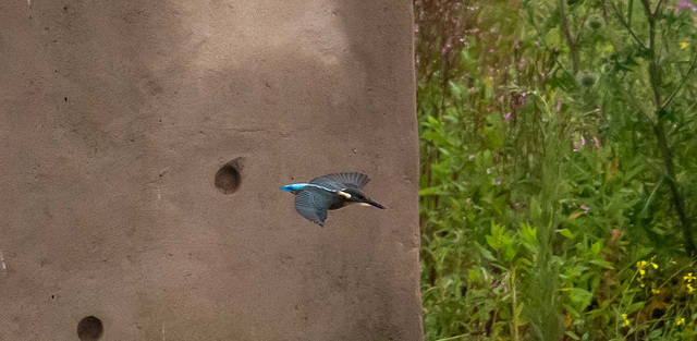 Kingfisher in flight