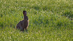 Hare
