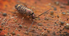 Die Springschwänze (Collembola) sind nicht gesprungen sondern gelaufen :)) The springtails (Collembola) didn't jump but walked :)) Les collemboles n'ont pas sauté mais ont marché :))