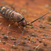 Die Springschwänze (Collembola) sind nicht gesprungen sondern gelaufen :)) The springtails (Collembola) didn't jump but walked :)) Les collemboles n'ont pas sauté mais ont marché :))