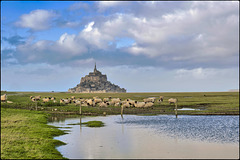 Les brebis du Mont