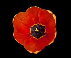 red Tulip ⊱✿ ❤ ✿⊰ red Tulip ⊱✿ ❤ ✿⊰