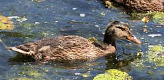 EF7A7944-CR2 DxO DeepPRIME -1Mallardv3 EF7A7944-CR2 DxO DeepPRIME -1Mallardv3