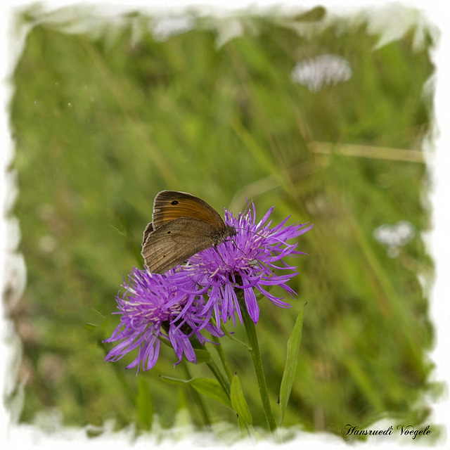 Brauner Waldvogel/Aphantopus hyperatus