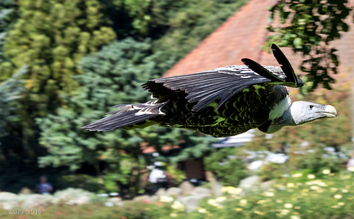 Geier im Flug