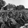 Chinese cabbages