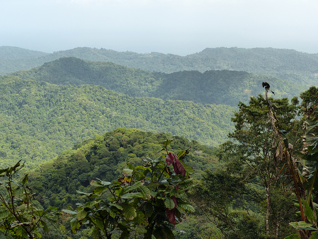 Rain forest on way to Brasso Seco, Trinidad, Day 5