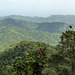 Rain forest on way to Brasso Seco, Trinidad, Day 5