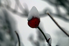 Lutin et son bonnet d'hiver