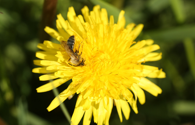 Combe Valley Bee 2