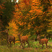 La famille en balade