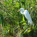 Dominican Republic, The Great Egret