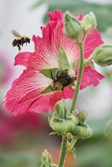 large bee and smaller bee