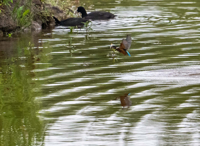 Kingfisher with a fish