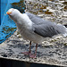 EOS R7 Peter Harriman 13 50 40 09823 quizzical dpp