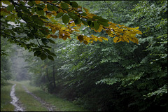 Primaveral autumne
