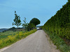 Tall Hedge,,,Narrow Road