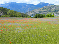 Bleuets et coquelicots