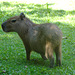 IMG 0326babyCapybara