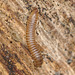 EF7A1948millipede