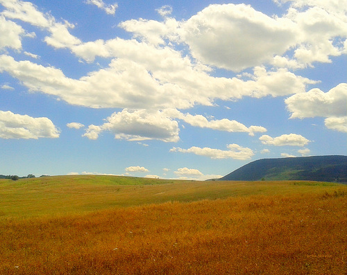 A summer landscape