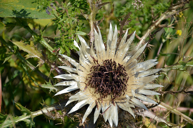 Berg-Distel im Herbst